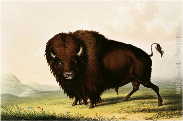 A Bison, circa 1832 painting - George Catlin A Bison, circa 1832 art painting